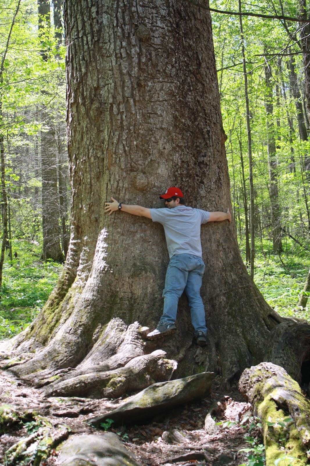 The Oster Five Joyce Kilmer National Forest
