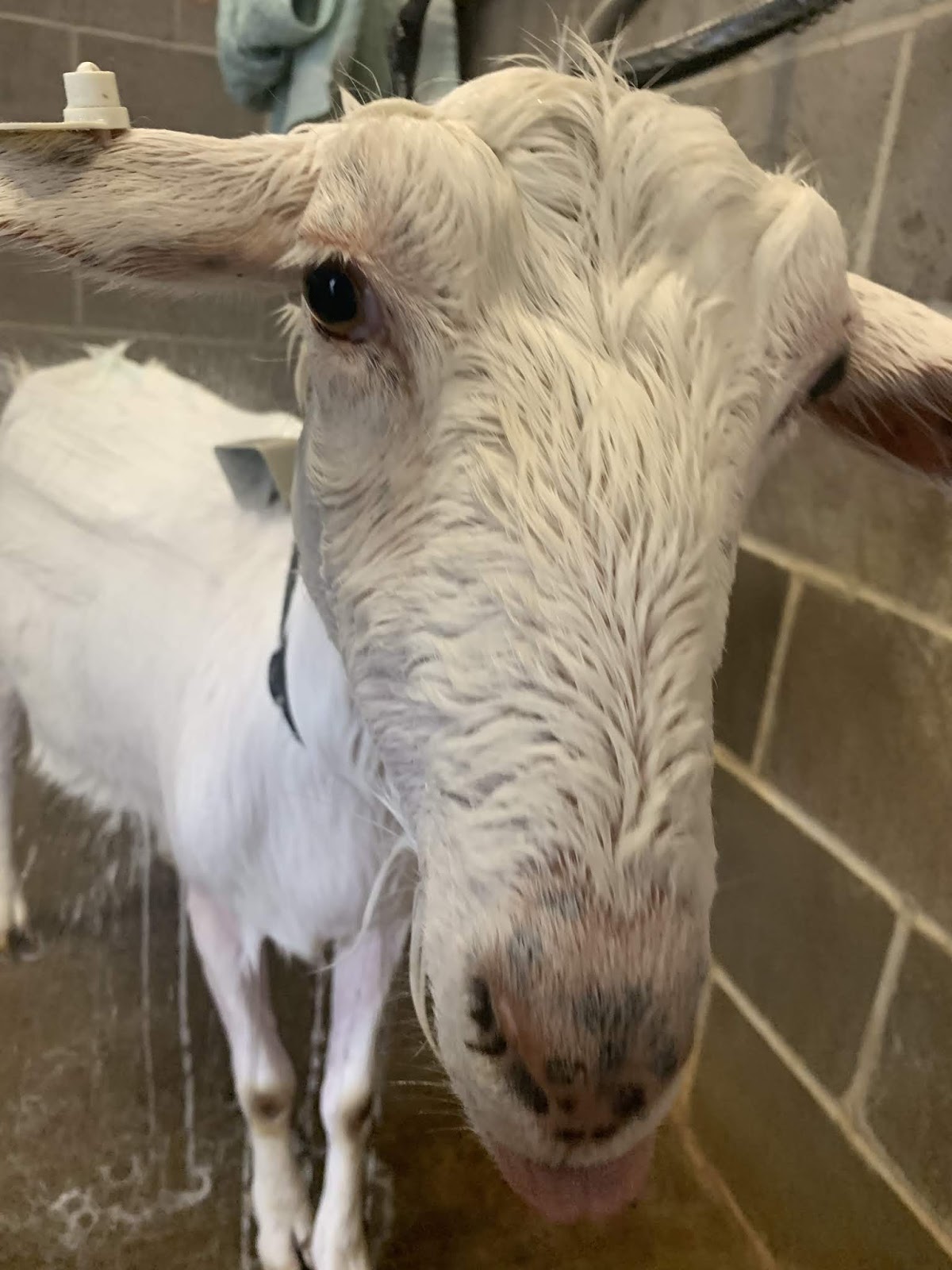 Give a goat a Bath