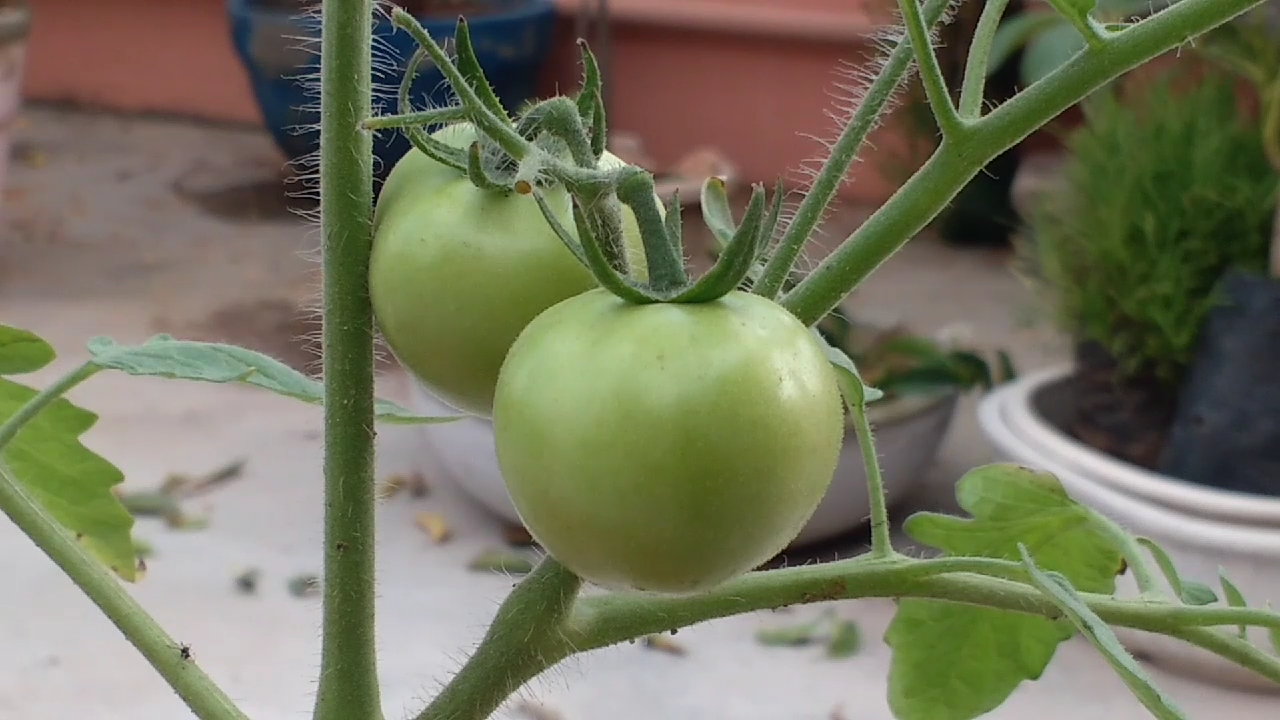 How to grow tomatoes from seeds at home with pictures