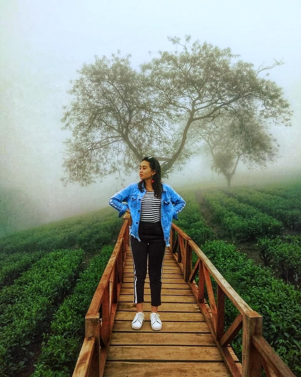 Harga Tiket Masuk dan Jalan Menuju Kebun Teh Wonosari ...