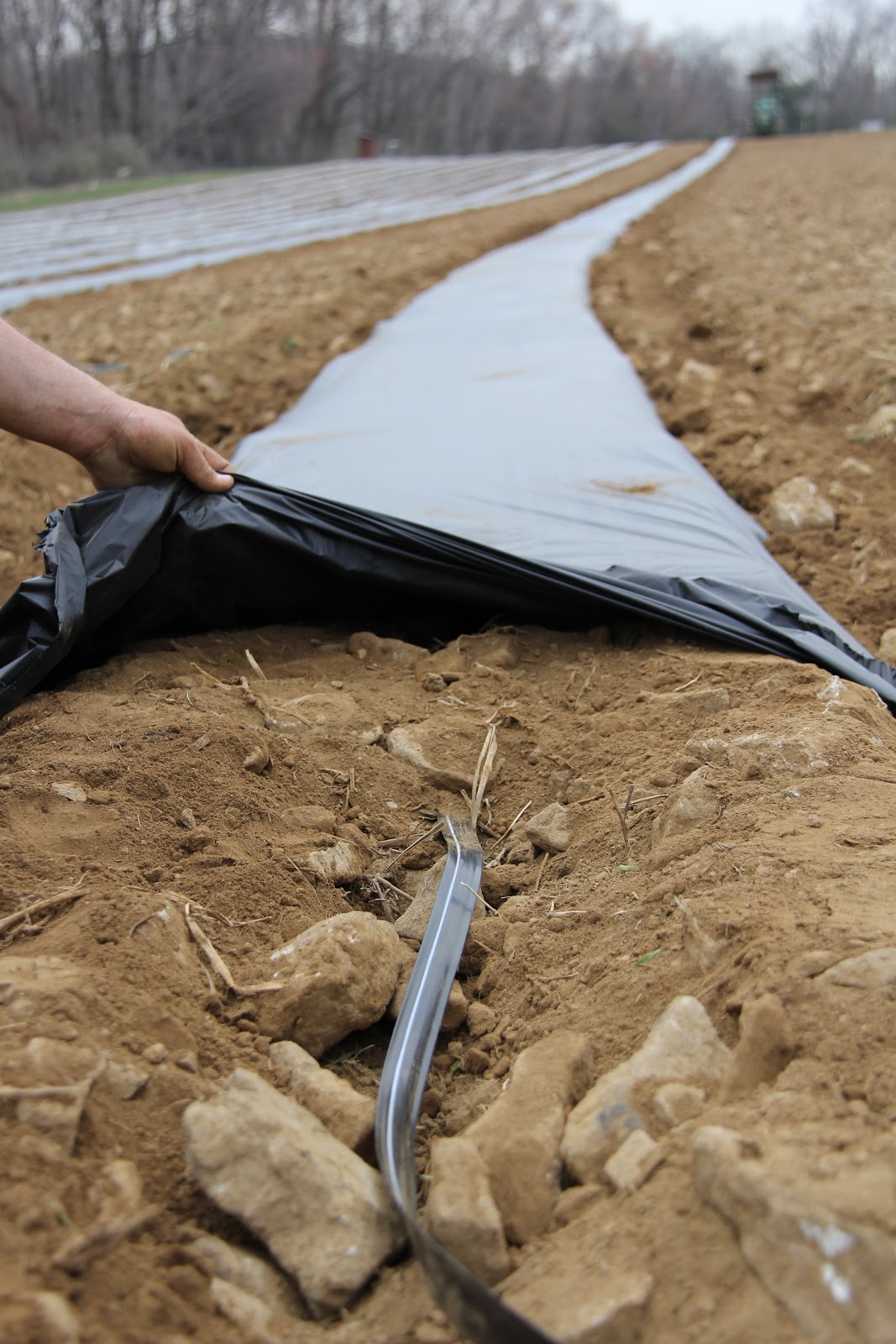 Stony Hill Farms CSA Laying Plastic Mulch Beds