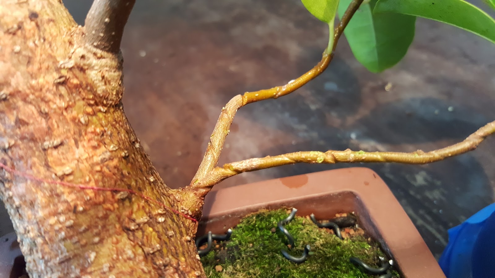 Bonsai Misadventures Leaving Wire On A Tree For Too Long