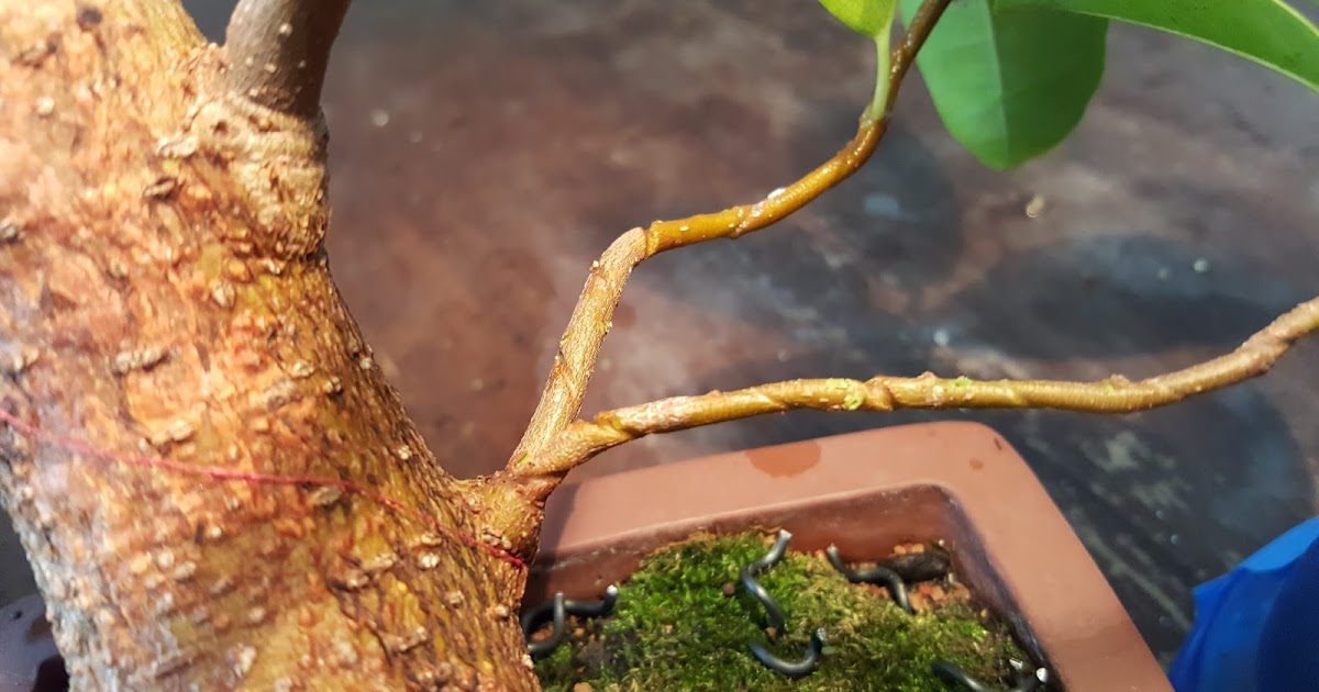 Bonsaimisadventures Leaving wire on a tree for too long