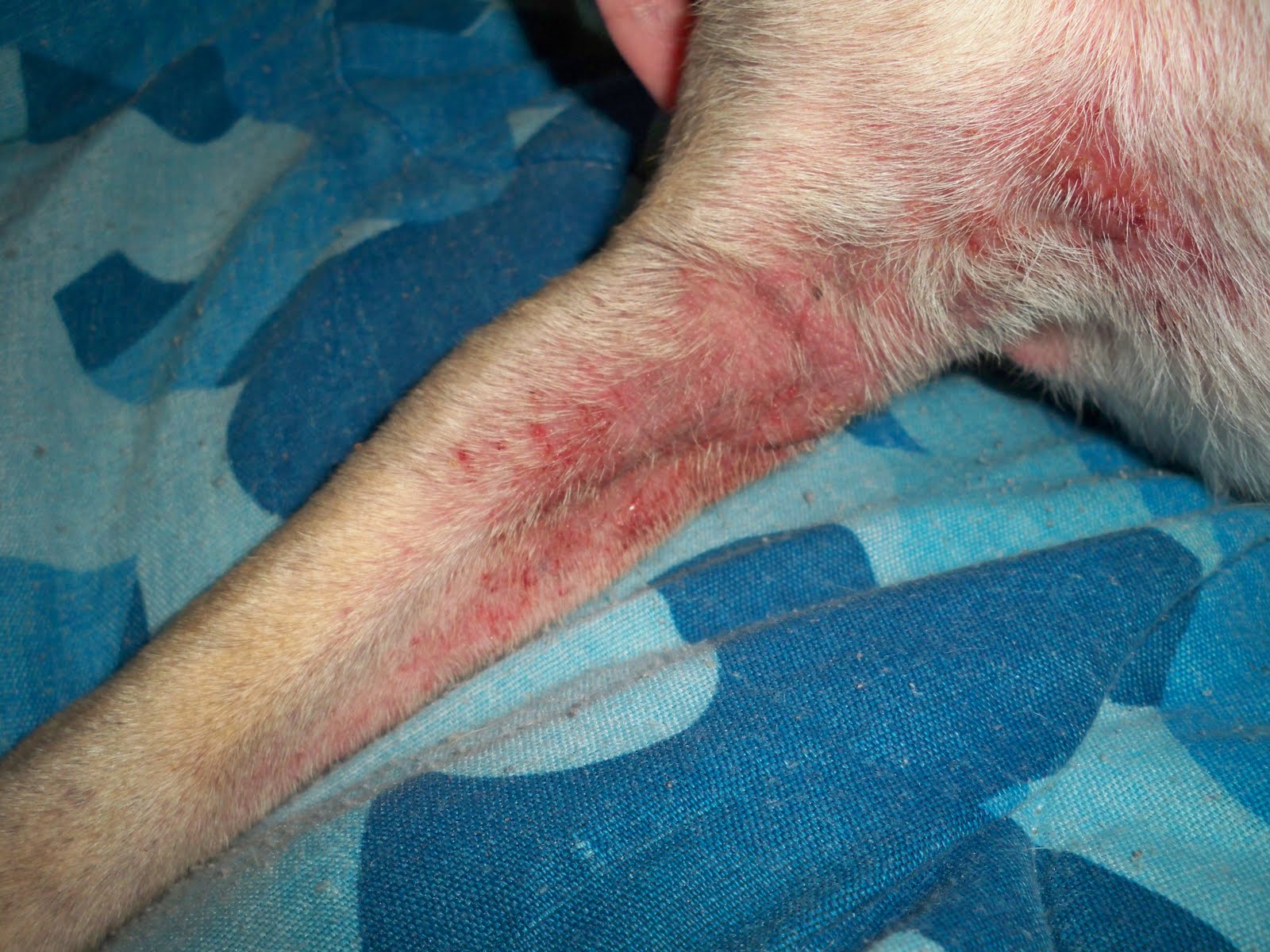 A Photo Blog of an Itchy Dog