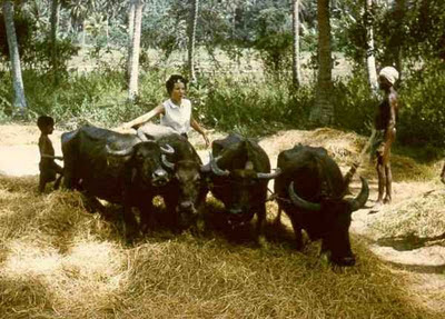 Village10.jpg