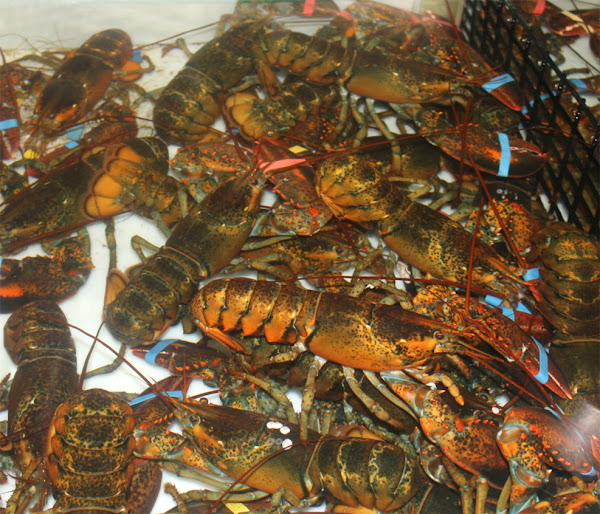 lobster farming, commercial lobster farming, lobster farming business, how to start lobster farming business, advantages of lobster farming, how to start lobster farming, feeding lobster, breeding lobster, lobster harvesting, lobster farming yield