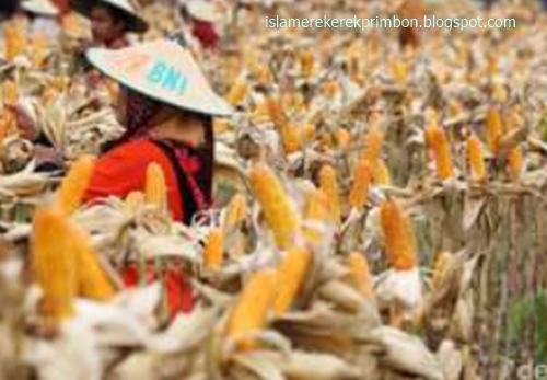 19 Tafsir Mimpi Jagung Menurut Islam Erek Erek 2d 3d 4d Dan Primbon Jawa Islam Erek Erek Primbon