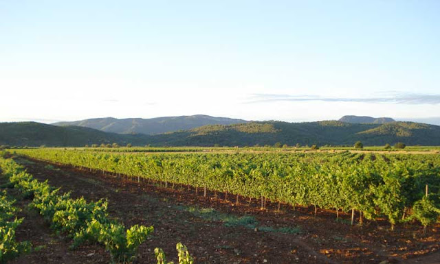 Clotás M. Un Monastrell con personalidad de Bodega Flors