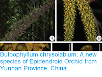 https://sciencythoughts.blogspot.com/2018/12/bulbophyllum-chrysolabium-new-species.html
