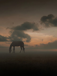 خلفية ايباد حصان يأكل العشب ، خلفيات حيوانات 4K