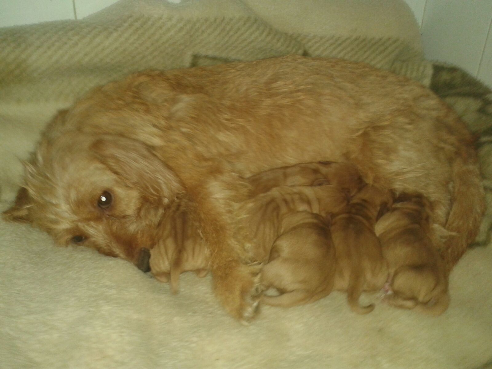 Basset leonado de Bretaña Las Dunas