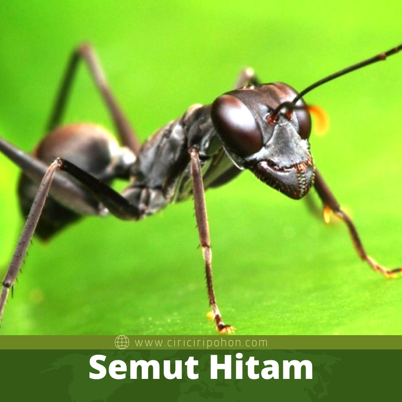 Semut Hitam