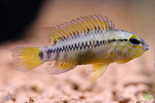 Apistogramma viejita from Colombia