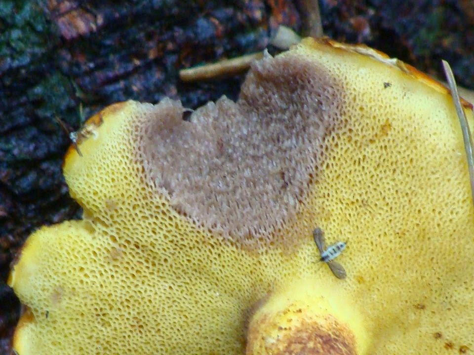 Suillus grevillei DSC40835