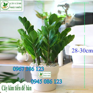 Cây kim tiền để bàn đẹp và phong thủy