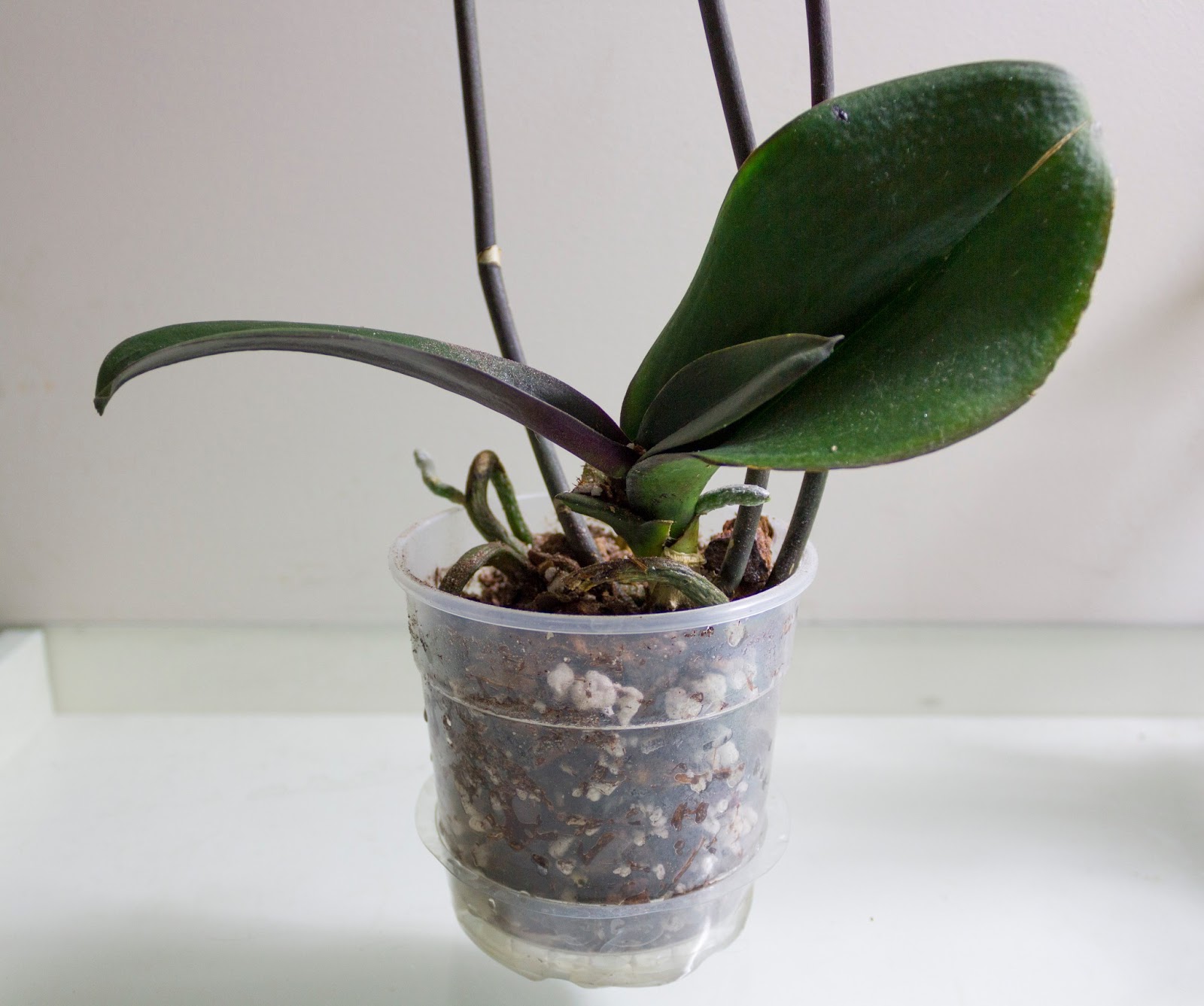 Orchid Phalaenopsis Roots