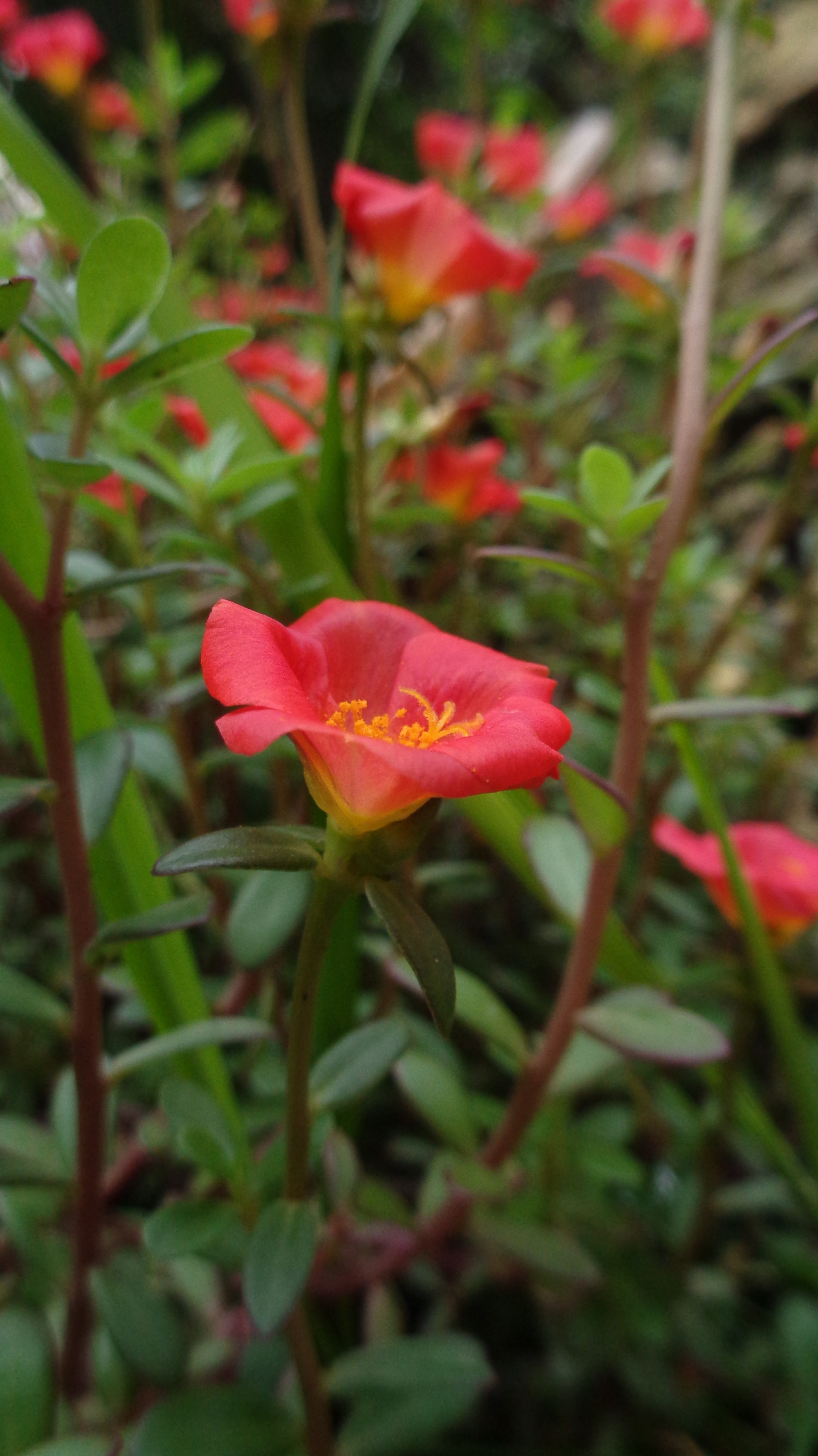 Bunga indah warna jingga
