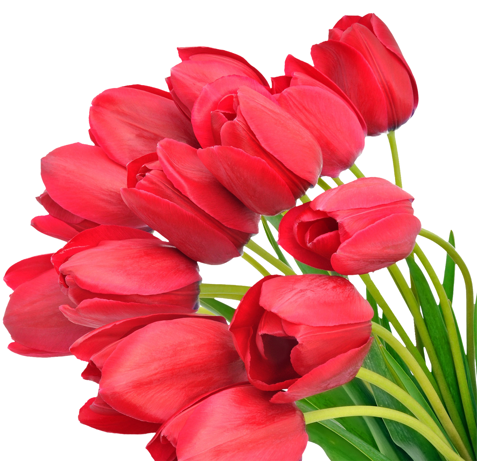 Тюльпаны png на прозрачном. Тюльпан Red Bouquet. Тюльпан Дойч Прайд. Красные тюльпаны.