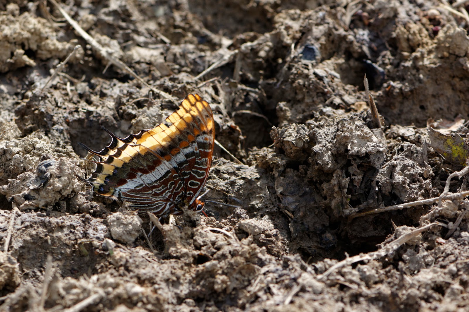 Macrophoto plaisir passion Le Pacha à deux queues, Charaxes jasius