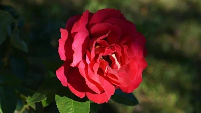Die Auferstehung der Rose – Rubén Darío – Story Die Auferstehung der Rose – Rubén Darío – Story