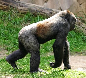 Discover The Hidden Genius Of Knuckle Walking Evolutions Astonishing Creation - 8rniokm