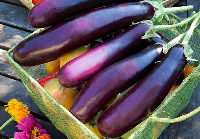  5 أغذية غنية بالنيكوتين و7 فوائد للنيكوتين!  Eggplants