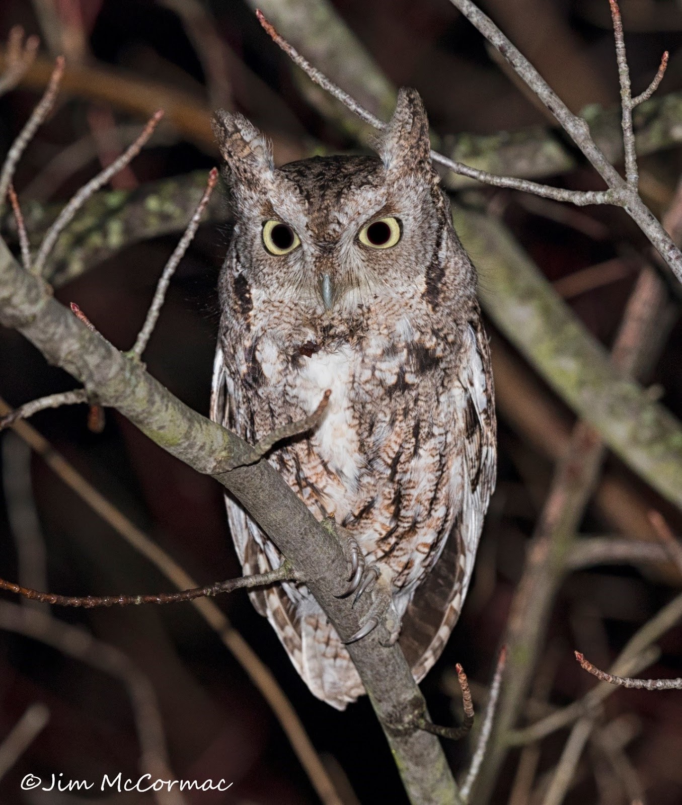 whatsyoursign screech owl whatsyoursign screech owl