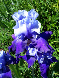 Iris in blues and blue-violet