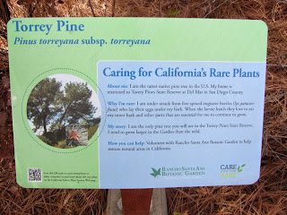 Torrey pine, Pinus torreyana subsp. torreyana, Pine Family (Pinaceae), Rancho Santa Ana Botanic Garden