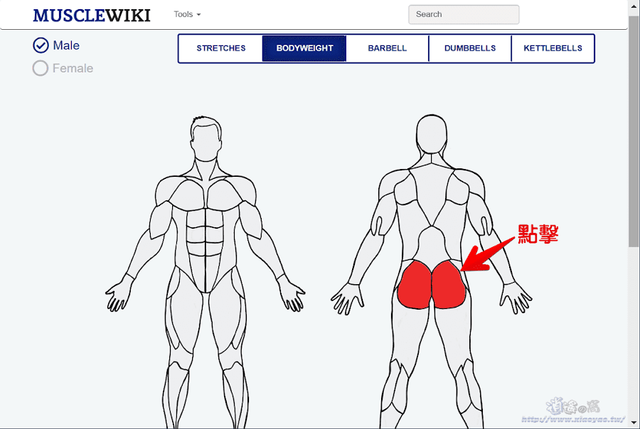 MuscleWiki肌肉訓練示範教學網站