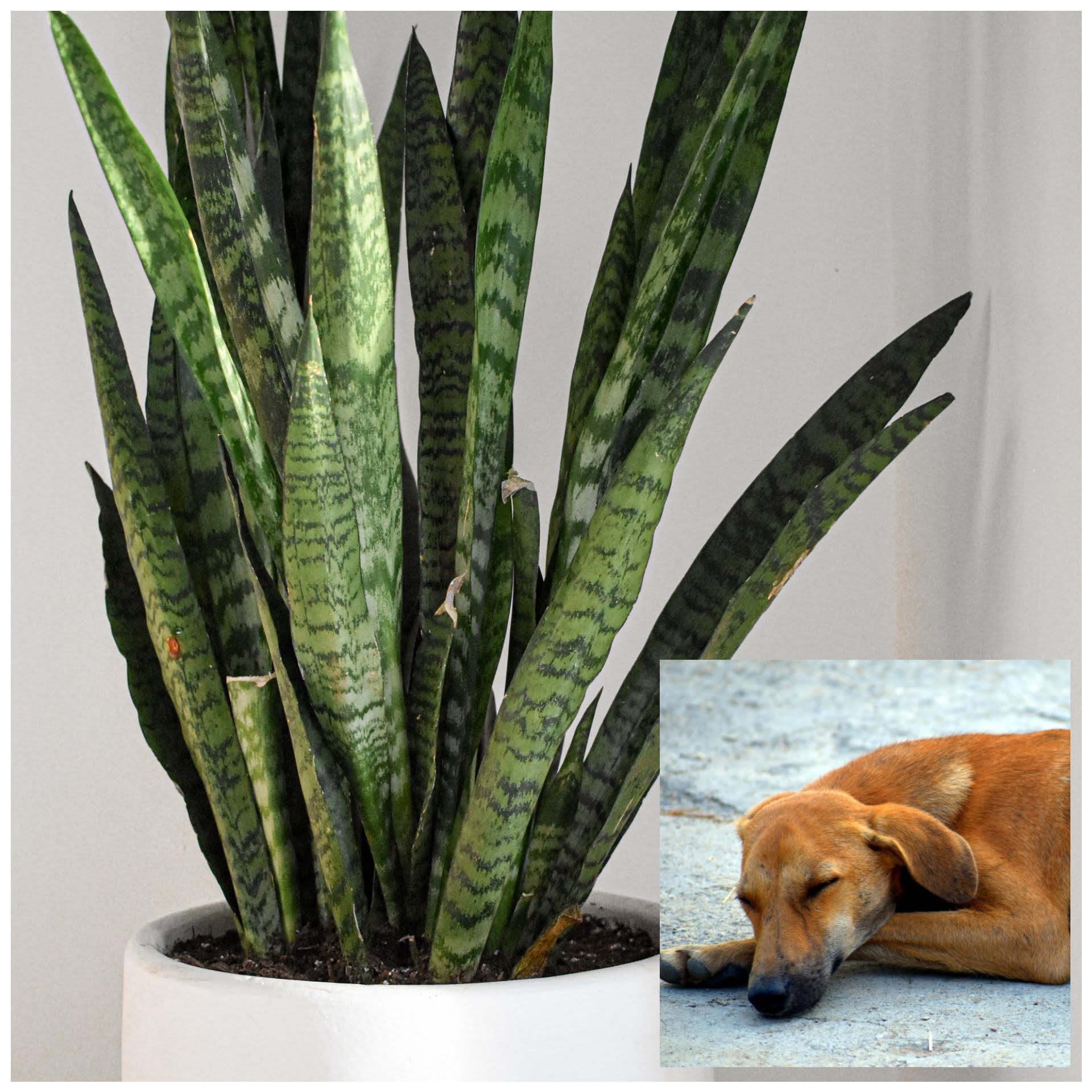 Is A Snake Plant Safe For Dogs