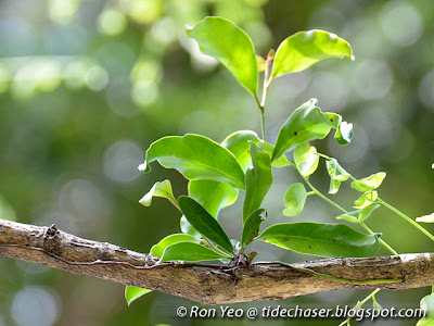 Mulberry Mistletoe (Taxillus chinensis)