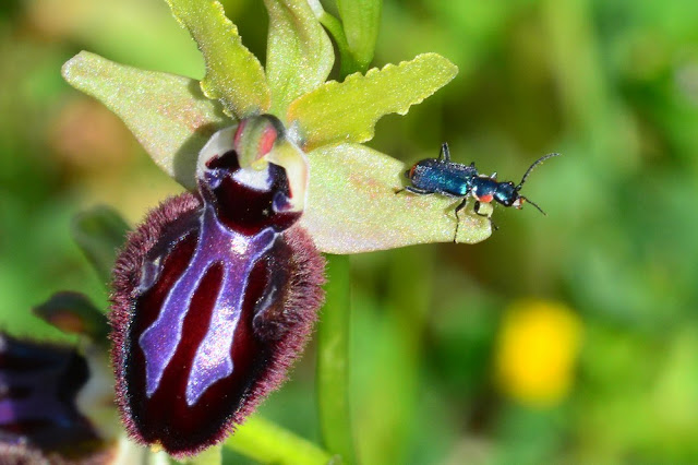Clanoptilus sardous Clanoptilus sardous
