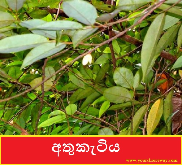 අතුකැටිය (Xylopia Parviflora) - Your Choice Way