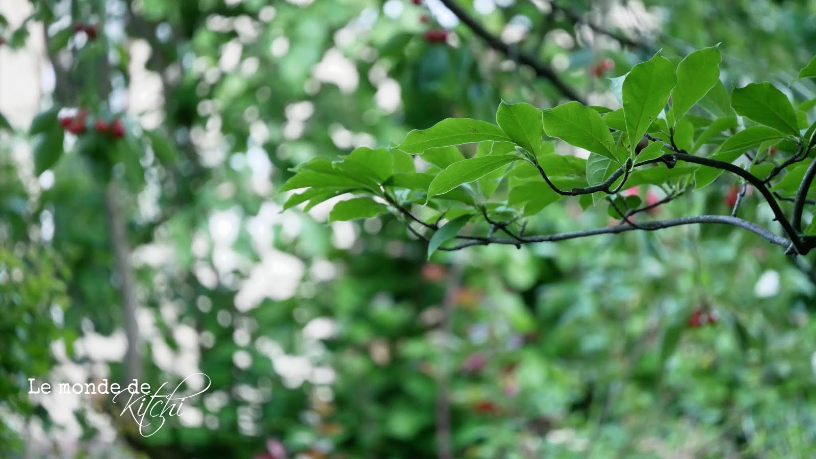 Hund Findet Blumenwiese Burgerportal Bergisch Gladbach