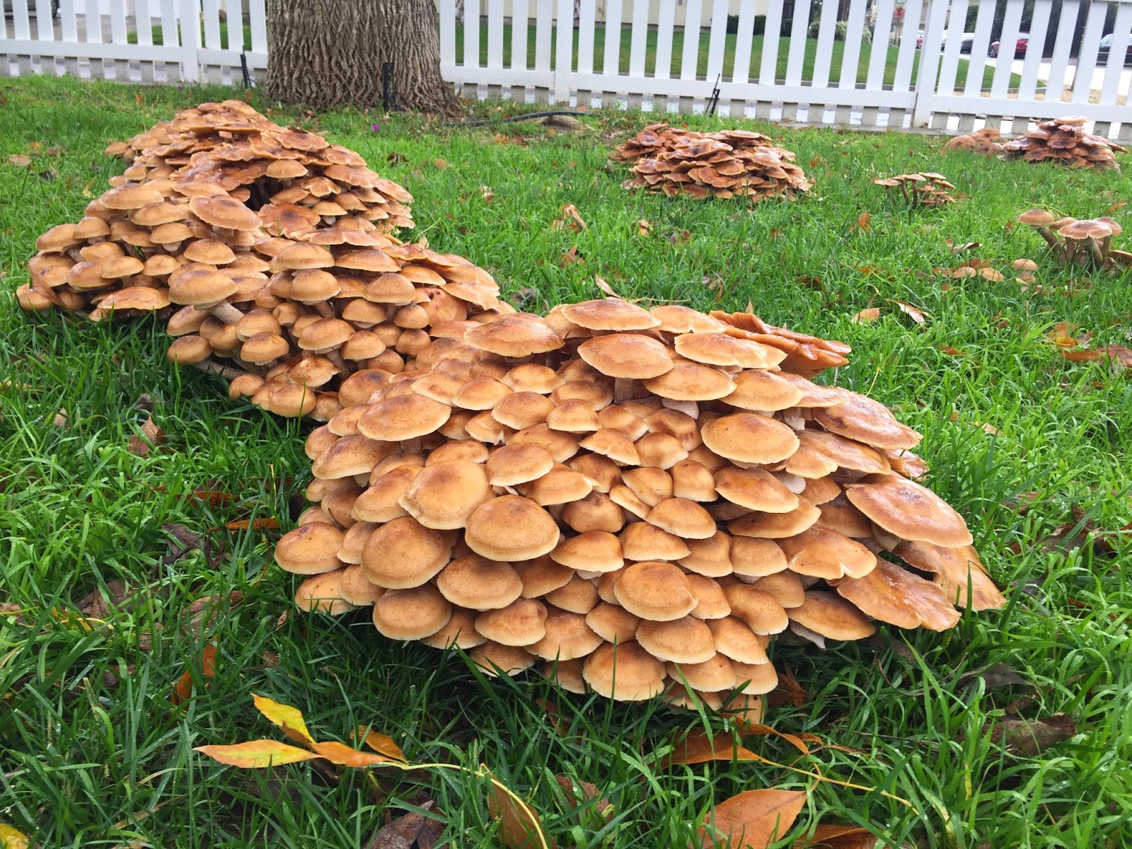 Squeakblog Honey mushroommageddon