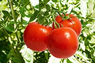 Tomato Sejenis Buah Atau Sayuran