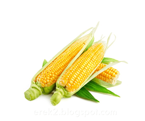Erek Erek Jagung 4d 3d 2d Arti Dan Angka Mimpi Jagung Erek Erek Erek Erek Jagung 4d 3d 2d Arti Dan Angka Mimpi Jagung Erek Erek