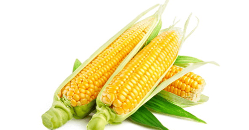 Erek Erek Jagung 4D 3D 2D (Arti Dan Angka Mimpi Jagung) - Erek Erek