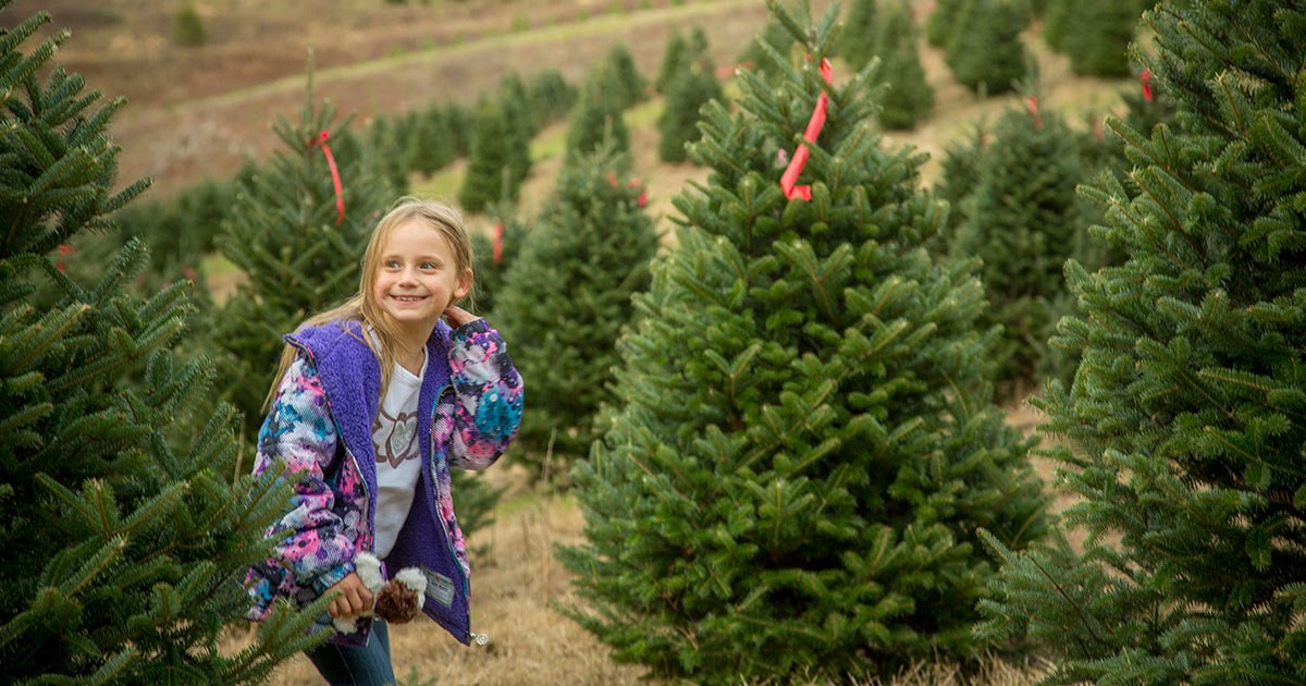 The Cabins at Healing Springs Blog Fresh cut Christmas trees are a