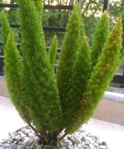 Kenapa Tanaman Ekor Tupai Menguning Dan Cara Mengatasinya Dulajar