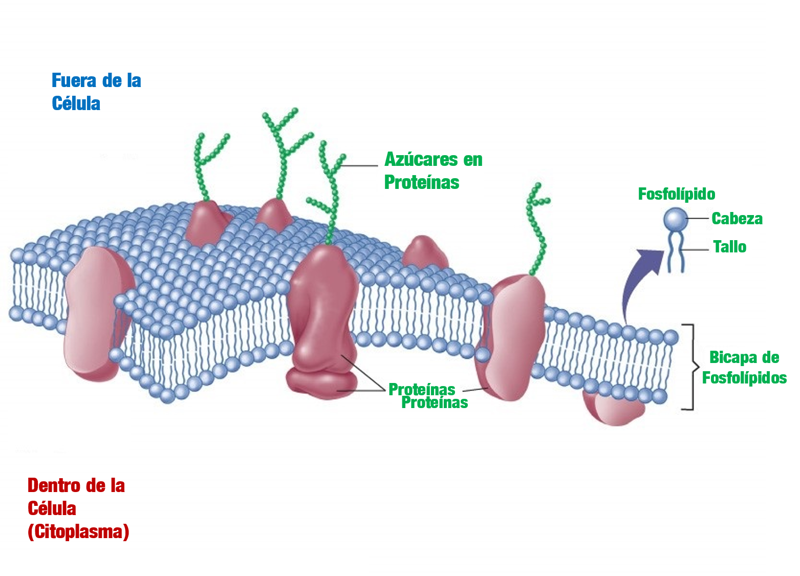 A Fluidez Da Membrana Celular Edubrainaz