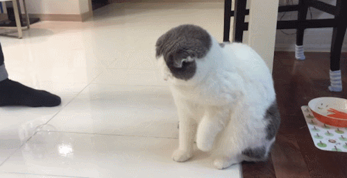 Funny cats - part 330, adorable cat picture, kitten gif, cute kitten
