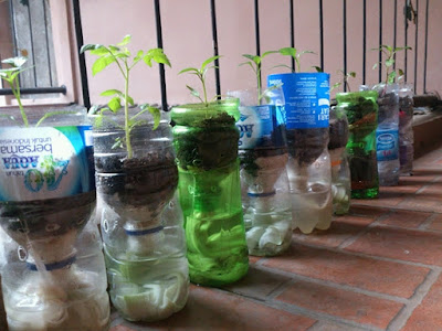 Cara Menanam Hidroponik Sawi - Panduan Tentang Tanaman, Bunga dan Buah