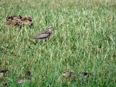 Uganda Birds: Eurasian Stone-curlew