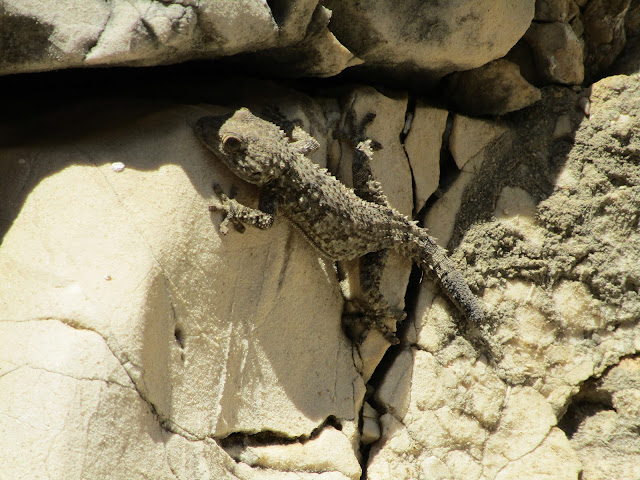 gecko-calanques