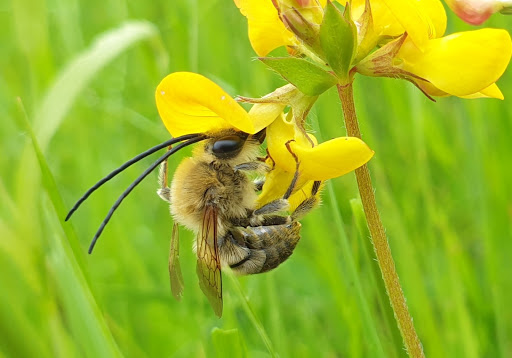 Gatwick's flagship species