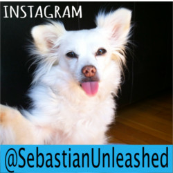 NEW! Sebastian's Own Instagram