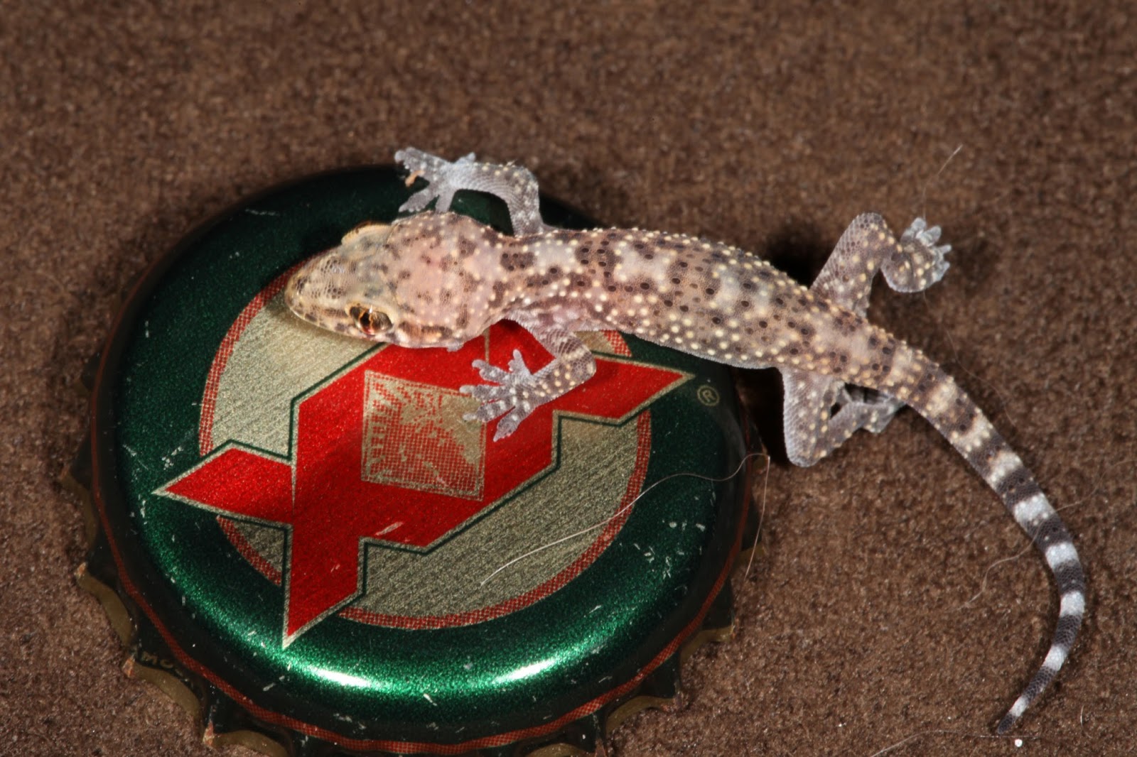 JaredDavidsonPhotography: Baby Mediterranean Gecko