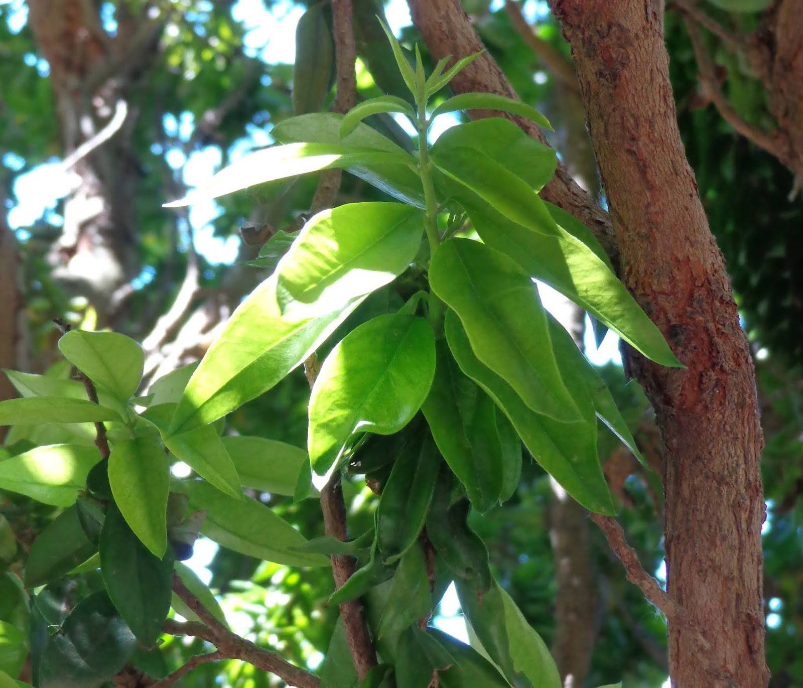 Jardín nazarí: Arrayán (Myrtus communis L.)